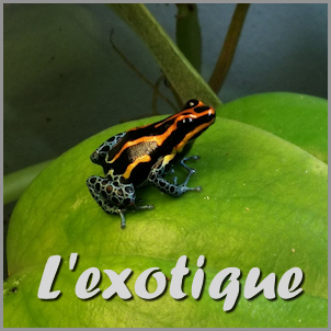 L'exotique