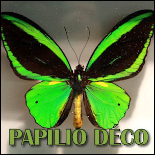 Papilio Déco